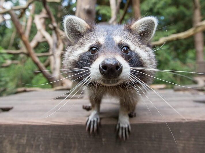 Waschbär im Wildpark Lüneburger Heide schaut direkt in die Kamera