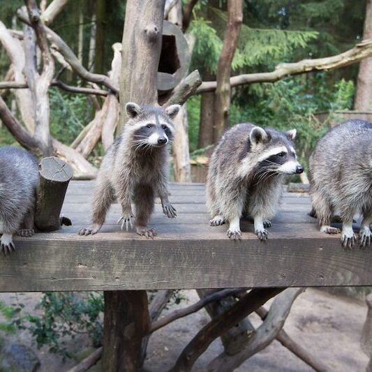 Gruppe von vier Waschbären in einer Reihe im Wildpark Lüneburger Heide
