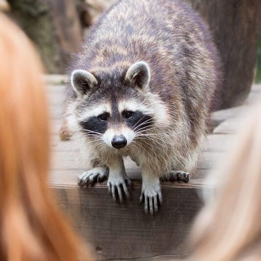 Waschbär im Wildpark Lüneburger Heide zeigt sich den Kindern
