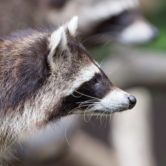 Seitliche Kopfaufnahme eines Waschbären im Wildpark Lüneburger Heide