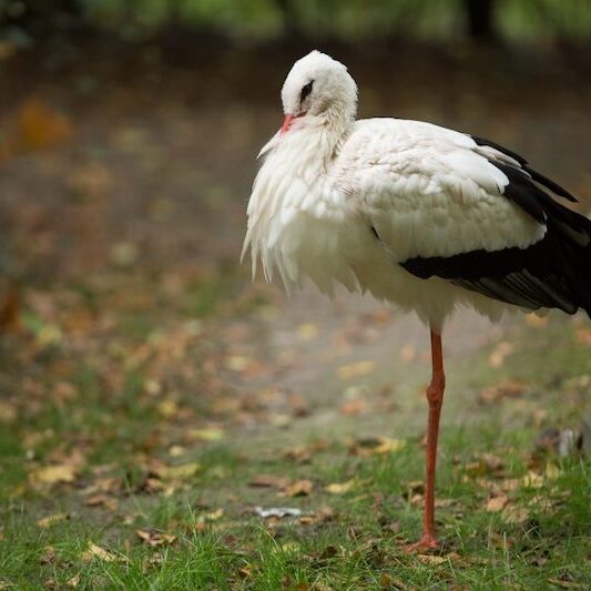 Weißstorch im Wildpark Lüneburger Heide