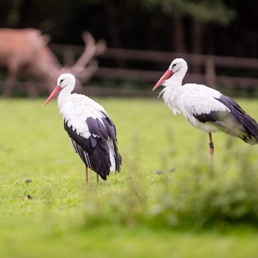 Stehende Weißstörche im Wildpark Lüneburger Heide