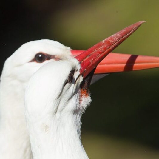 Schnäbelnde Weißstörche im Wildpark Lüneburger Heide