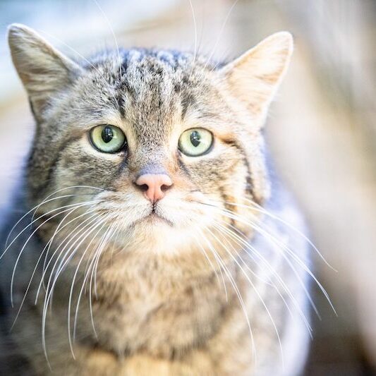 Gesicht einer Europäischen Wildkatze im Wildpark Lüneburger Heide
