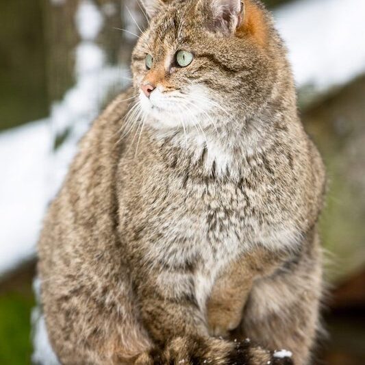 Europäische Wildkatzen im Wildpark Lüneburger Heide im Schnee