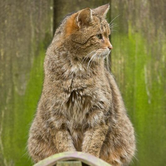 Auf ihrem Haus sitzende Europäische Wildkatze im Wildpark Lüneburger Heide
