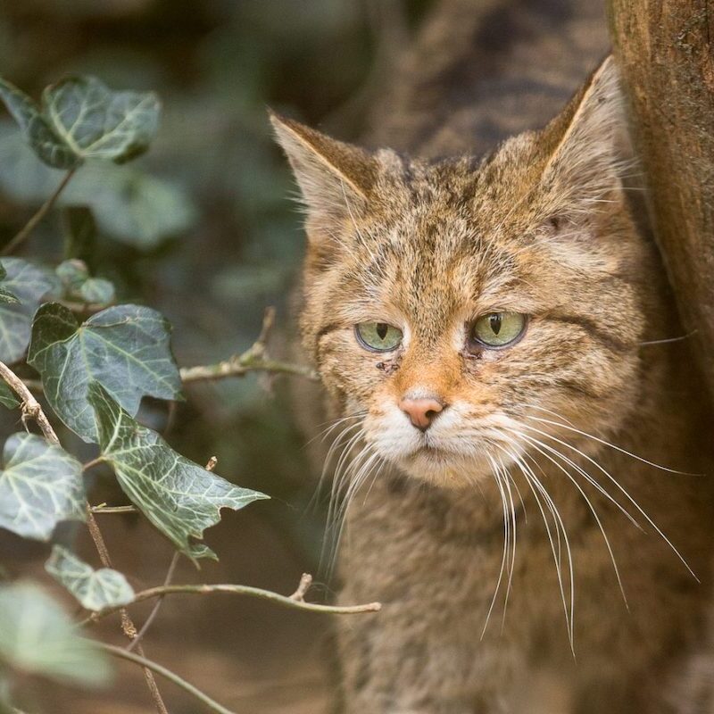 Europäische Wildkatze im Wildpark Lüneburger Heide