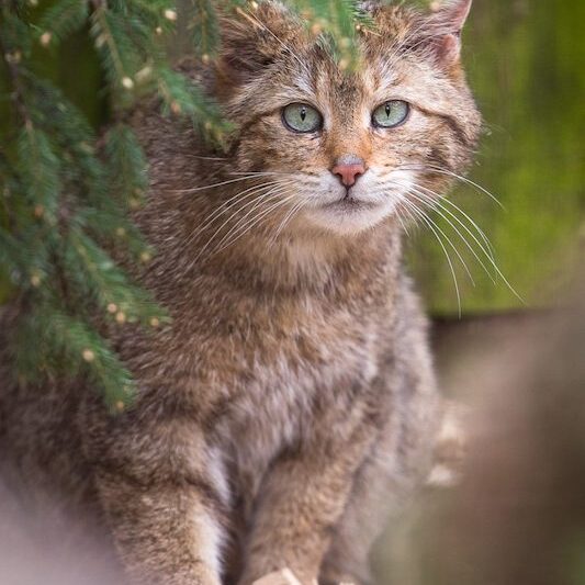 Unter Tannenzweig sitzende Europäische Wildkatze im Wildpark Lüneburger Heide