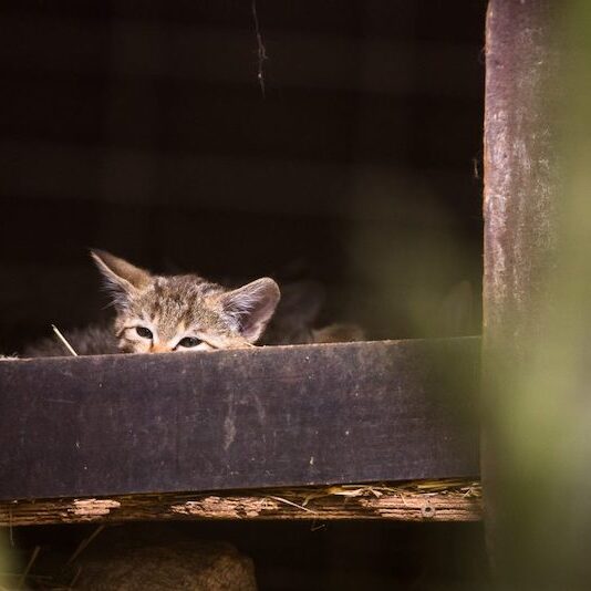 Junge Wildkatze im Wildpark Lüneburger Heide