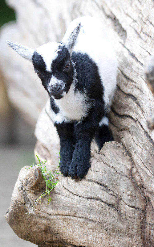 Schwarz-weiße Zwergziege im Wildpark Lüneburger Heide