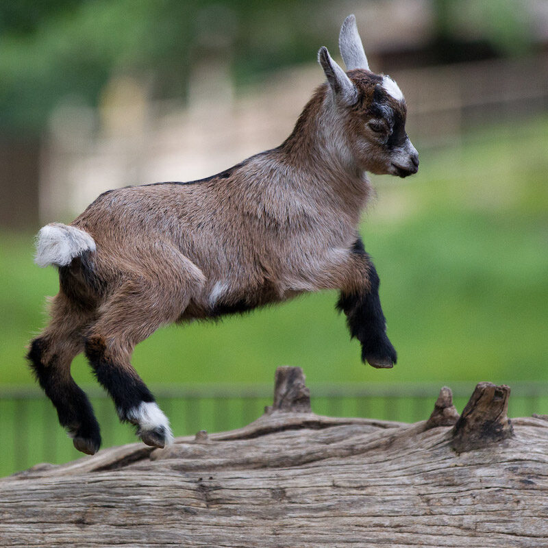 Springende Zwergziege im Wildpark Lüneburger Heide