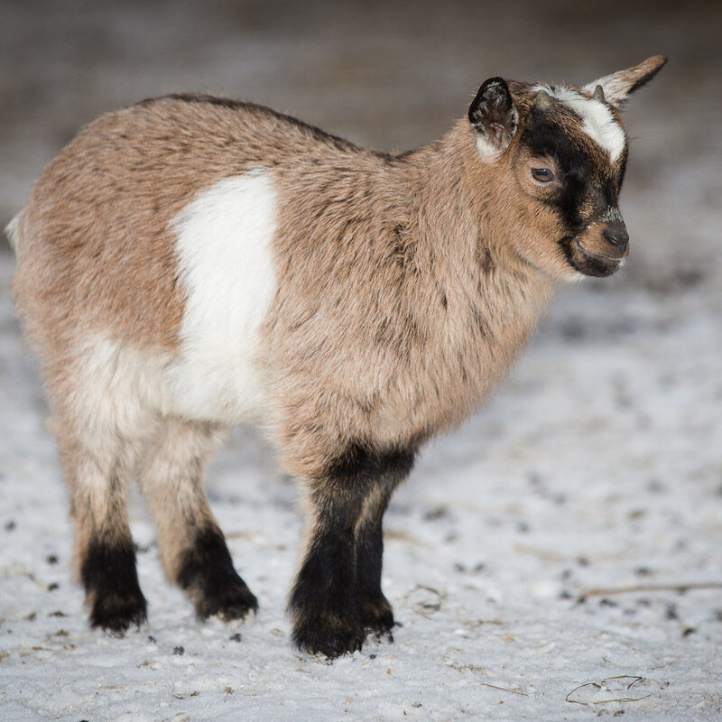 Junge Zwergziege im Winter im Wildpark Lüneburger Heide