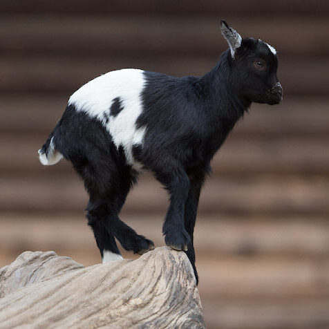 Schwarz-weiße Zwergziege im Wildpark Lüneburger Heide