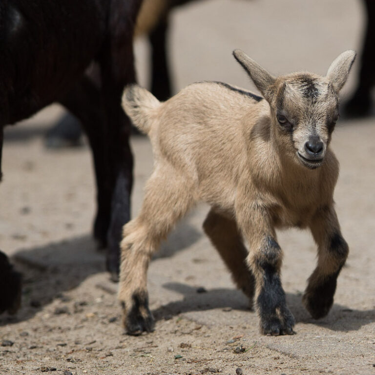 Junge Zwergziege im Wildpark Lüneburger Heide