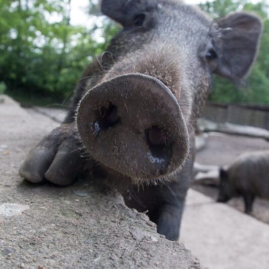 Rüssel eines Wildschweins im Wildpark Lüneburger Heide