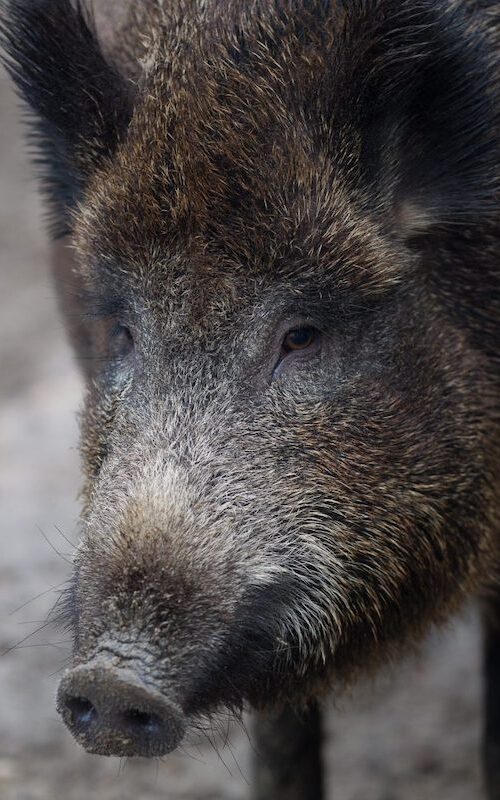 Kopf eines Wildschweins im Wildpark Lüneburger Heide
