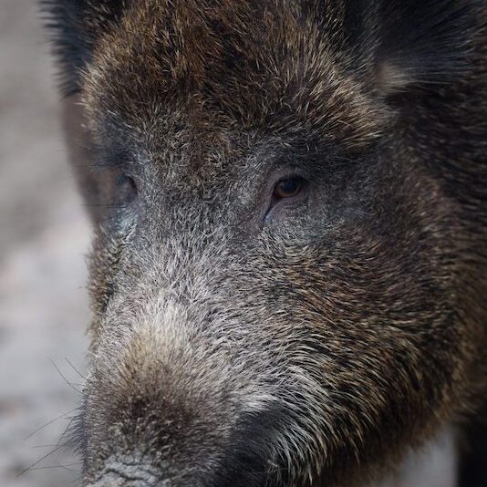 Kopf eines Wildschweins im Wildpark Lüneburger Heide