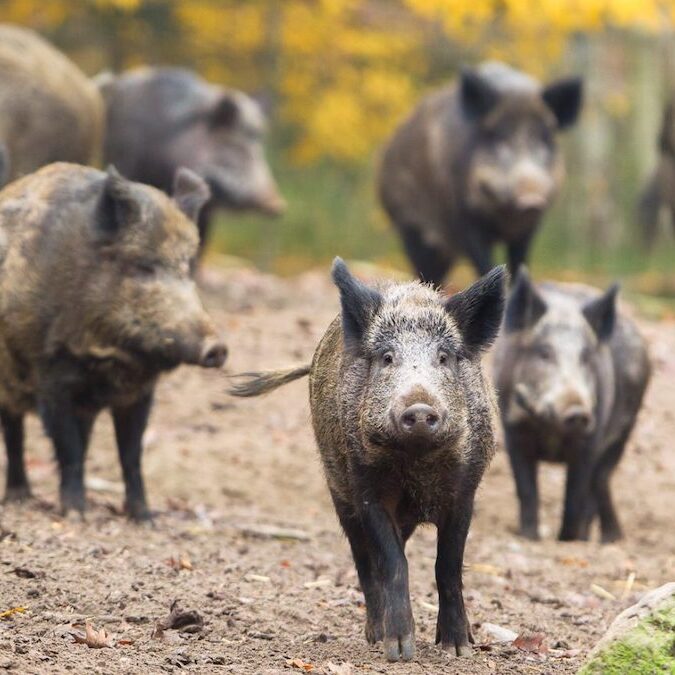 Wildschweinrotte im Wildpark Lüneburger Heide