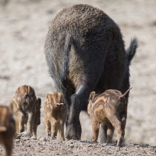 Wildschweinfamilie im Wildpark Lüneburger Heide