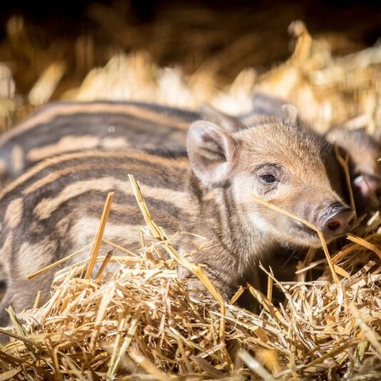 Wildschwein-Frischling im Stroh im Wildpark Lüneburger Heide