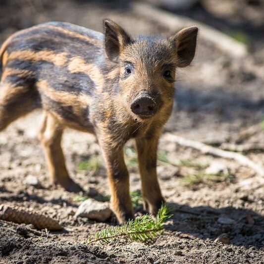 Nahaufnahme eines Wildschwein-Frischlings im Wildpark Lüneburger Heide