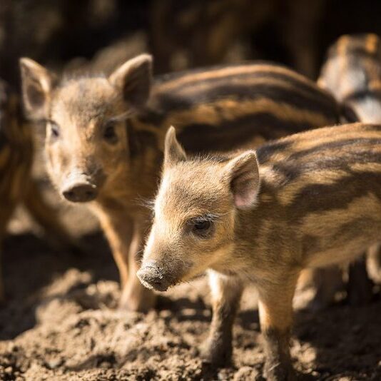 Wildschwein-Frischlinge im Wildpark Lüneburger Heide