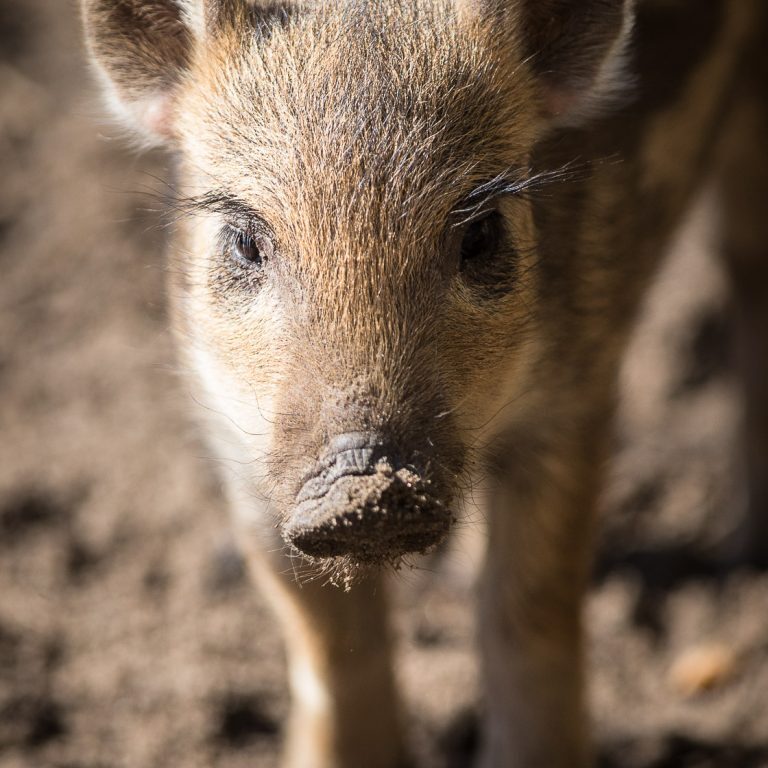 Frischling einer Wildschweinrotte im Wildpark Lüneburger Heide