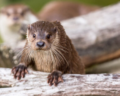 Fischotter im Gehege