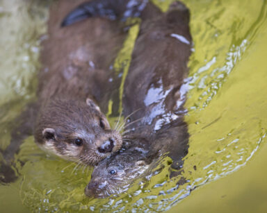 Fischotter spielend im Wasser