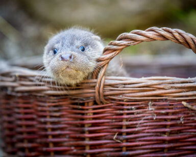 Fischotter Nachwuchs