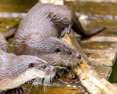 Fischotter Paar