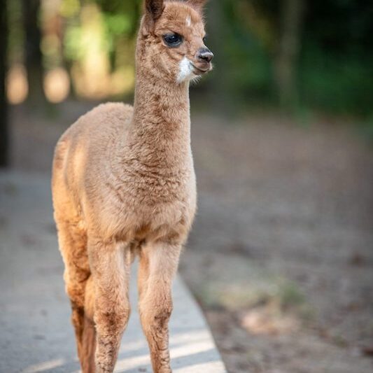 Hellbraunes Alpaka im Wildpark Lüneburger Heide