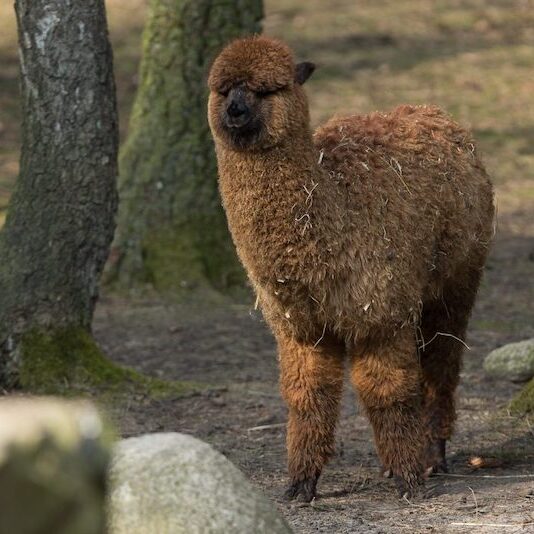 Dunkelbraunes Alpaka im Wildpark Lüneburger Heide