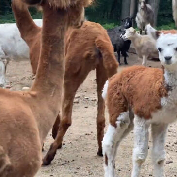 Alpakajunges im Wildpark Lüneburger Heide
