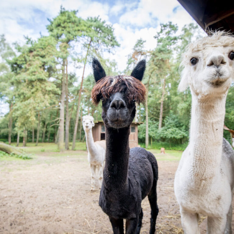 Ein schwarzes und ein weißes Alpaka im Wildpark Lüneburger Heide