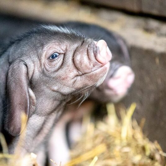 Ferkel eines Chinesischen Maskenschweins im Wildpark Lüneburger Heide