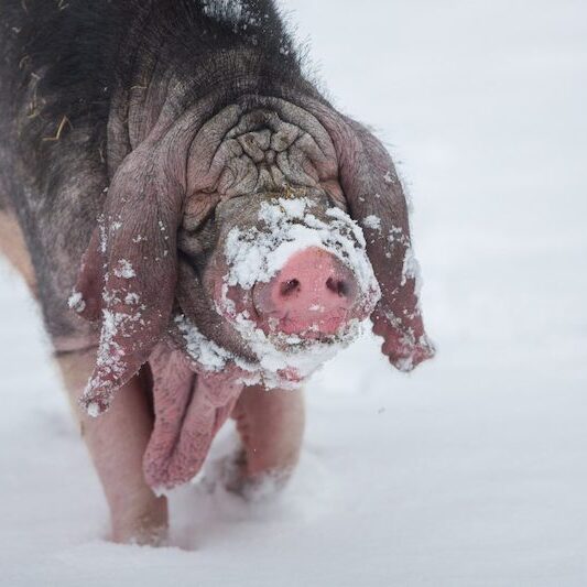 Chinesisches Maskenschwein im Wildpark Lüneburger Heide bei Schnee