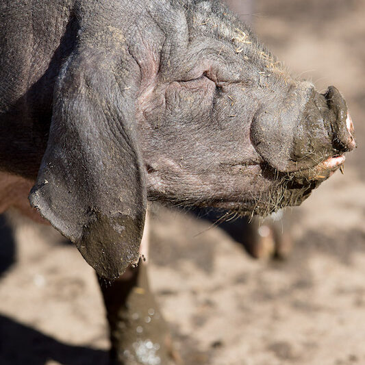 Seitenaufnahme des Kopfes eines Chinesische Maskenschweins im Wildpark Lüneburger Heide