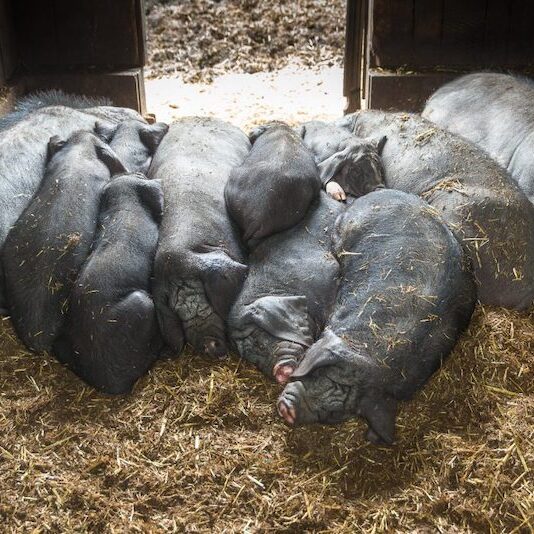 Familie Chinesischer Maskenschweine in ihrem Stall im Wildpark Lüneburger Heide