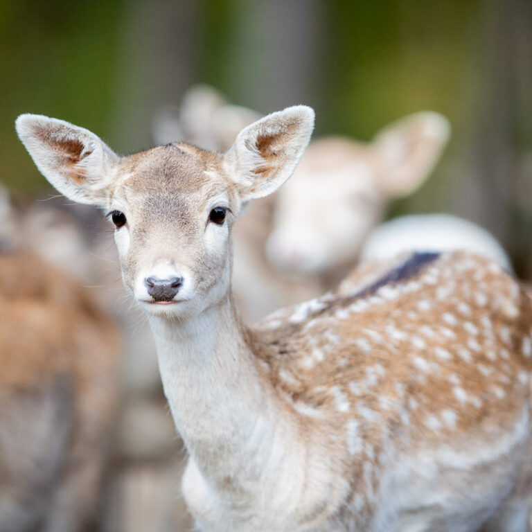 Damwildkitz im Wildpark Lüneburger Heide