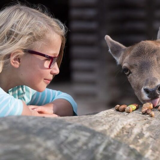 Kind mit Damwild im Wildpark Lüneburger Heide