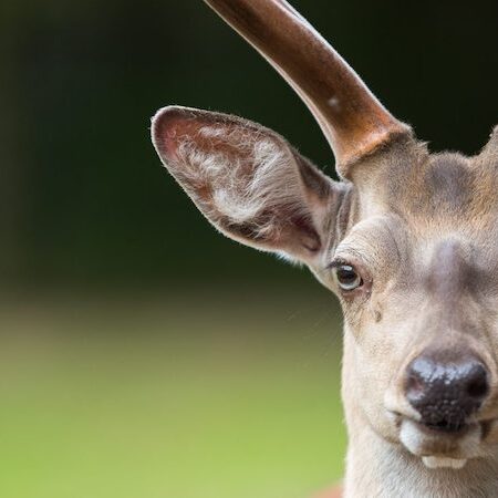 Frontale Nahaufnahme des Kopfes eines Dybowskihirsches im Wildpark Lüneburger Heide