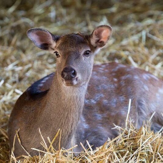 Im Stroh liegendes Dybowskihirschkitz im Wildpark Lüneburger Heide