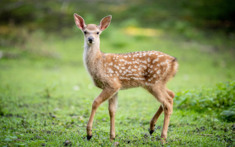 Dybowskihirschkitz im Wildpark Lüneburger Heide