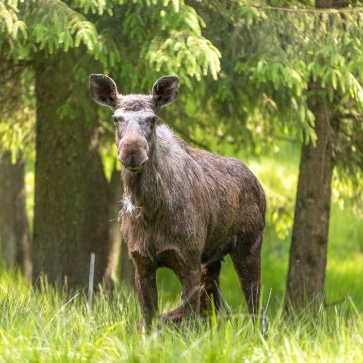 Weiblicher Elch unter Tannen