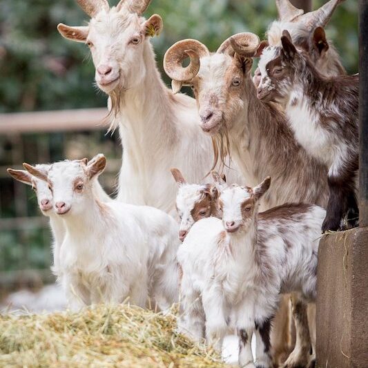 Girgentana-Ziegenherde im Stall im Wildpark Lüneburger Heide