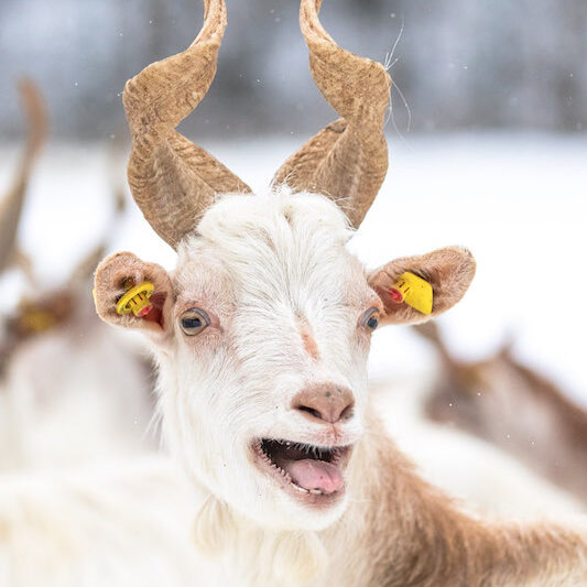 Blökende Girgentana-Ziege im Wildpark Lüneburger Heide