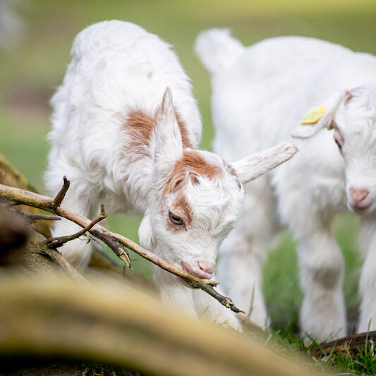 Girgentana-Ziegenlämmer im Wildpark Lüneburger Heide