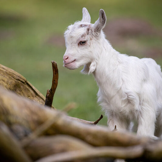 Girgentana-Ziegenlamm im Wildpark Lüneburger Heide