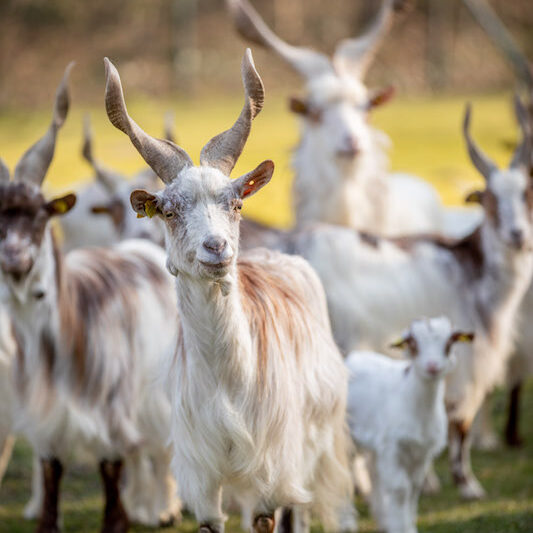 Girgentana-Ziegenherde im Wildpark Lüneburger Heide